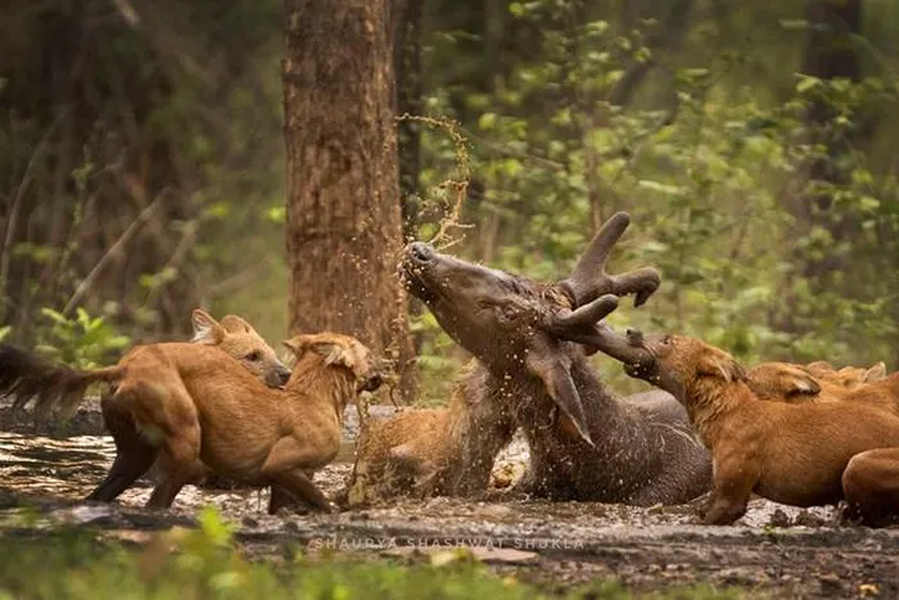 Trong một số trường hợp hiếm hoi, đàn sói lửa đã gây thất bại cho các con hổ trong cuộc đối đầu. Tuy nhiên, điều này không thường xảy ra, hổ và sói lửa thường tránh xung đột nếu có thể.