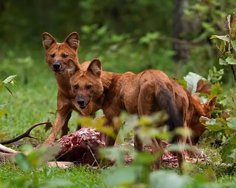 Sói lửa và hổ thường là kẻ thù, nhưng chúng tránh xung đột nếu có thể. Chúng sống trong các hệ sinh thái ổn định có mật độ con mồi phù hợp. Khi cần thiết, đàn sói lửa có thể hợp tác và tấn công hổ hoặc các con mồi lớn hơn.