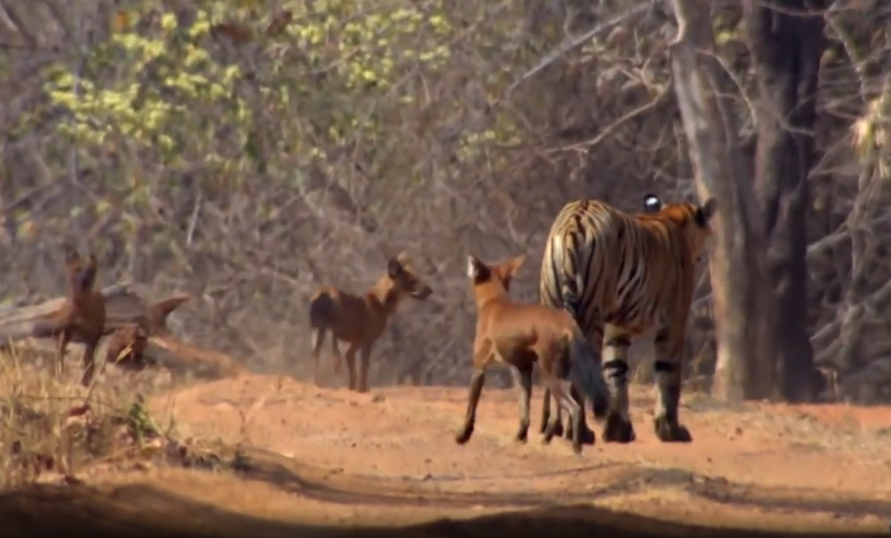 Sói lửa được đánh giá là một loài động vật thú vị trong thế giới tự nhiên với những đặc điểm riêng biệt về cách sống và săn mồi của chúng.
