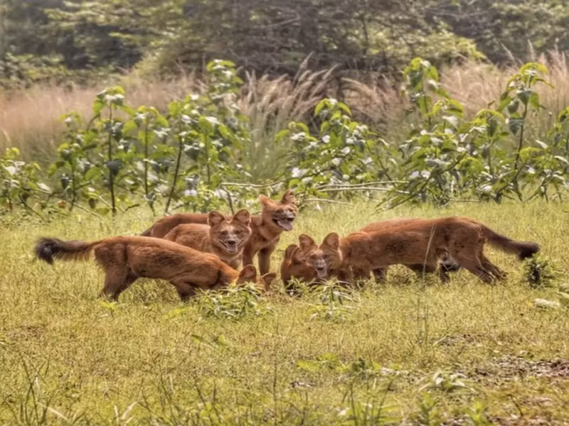 Chúng có lớp lông màu hung pha vàng, phần đuôi thường có màu tối hơn.