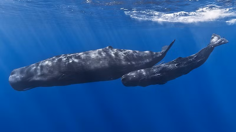 Patrick Williamson đã cân khối long diên hương và có cân nặng khoảng 0,34 pound (154 gram).