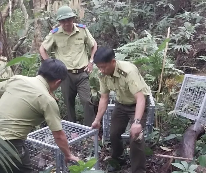 Mục đích di dời đàn khỉ là để tạo điều kiện thuận lợi cho sinh trưởng, phát triển trong môi trường tự nhiên, giảm giao phối cận huyết và ngăn ngừa xung đột với con người.