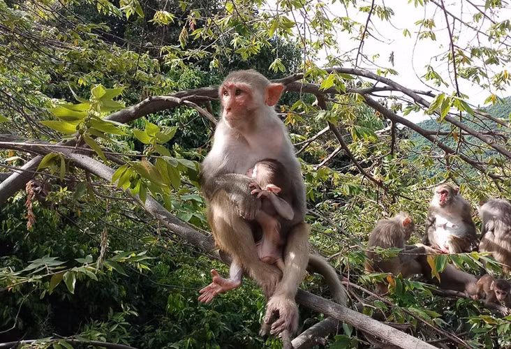 Khỉ vàng (tên khoa học là Macaca Mulatta) là loài động vật rừng nguy cấp, quý, hiếm thuộc nhóm IIB theo quy định tại Nghị định số 32/2006/NĐ-CP ngày 30/3/2006 của Chính phủ quy định về quản lý thực vật rừng, động vật rừng nguy cấp, quý, hiếm.
