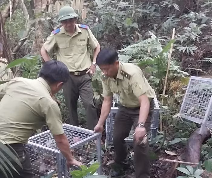 Mục đích di dời đàn khỉ là để tạo điều kiện thuận lợi cho sinh trưởng, phát triển trong môi trường tự nhiên, giảm giao phối cận huyết và ngăn ngừa xung đột với con người.