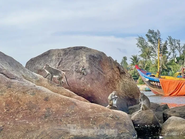 Chi cục Kiểm lâm đã sử dụng phương pháp đặt bẫy lồng và trộn thuốc mê vào thức ăn để di dời đàn khỉ một cách an toàn. (Ảnh: Tiền phong)