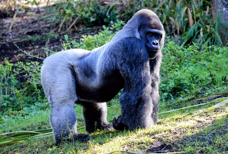 Khỉ đột núi đang đối mặt với nhiều nguy cơ như săn bắn, mất môi trường sống và xâm lấn của con người.