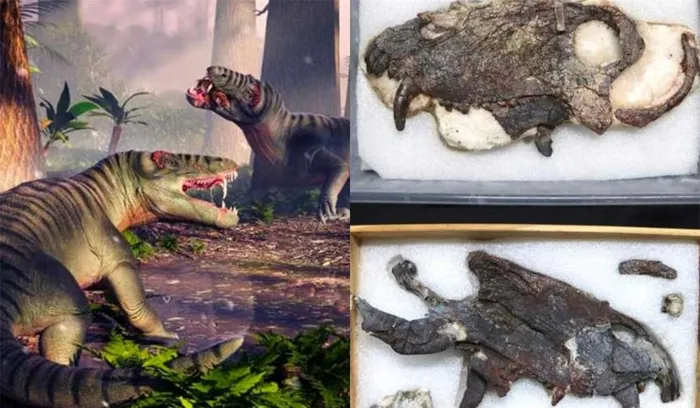 Hộp sọ hóa thạch của loài này có niên đại lên đến 265 triệu tuổi, tức cuối kỷ Nhị Điệp.