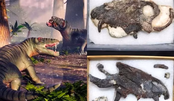 Hộp sọ hóa thạch của loài này có niên đại lên đến 265 triệu tuổi, tức cuối kỷ Nhị Điệp.