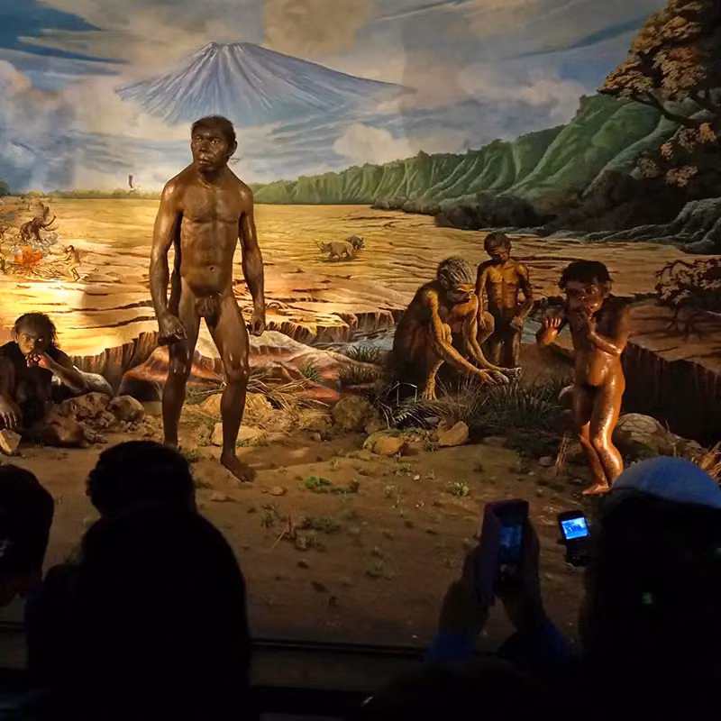 Nghiên cứu cũng cho thấy sự phân công công việc cụ thể trong cộng đồng Homo heidelbergensis, cho thấy họ đã phát triển công nghệ và đầu tư vào công cụ ngay trước khi Homo sapiens xuất hiện.