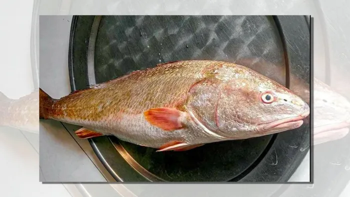 Loài cá này sinh sống ở biển, nhưng vào mùa sinh sản (tháng 1 - 4 và 9 - 10 âm lịch) nó sẽ bơi đến các vùng cửa sông nước lợ để đẻ.