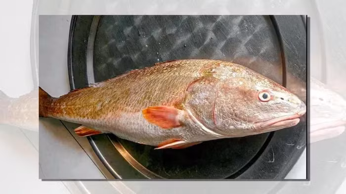 Loài cá này sinh sống ở biển, nhưng vào mùa sinh sản (tháng 1 - 4 và 9 - 10 âm lịch) nó sẽ bơi đến các vùng cửa sông nước lợ để đẻ.