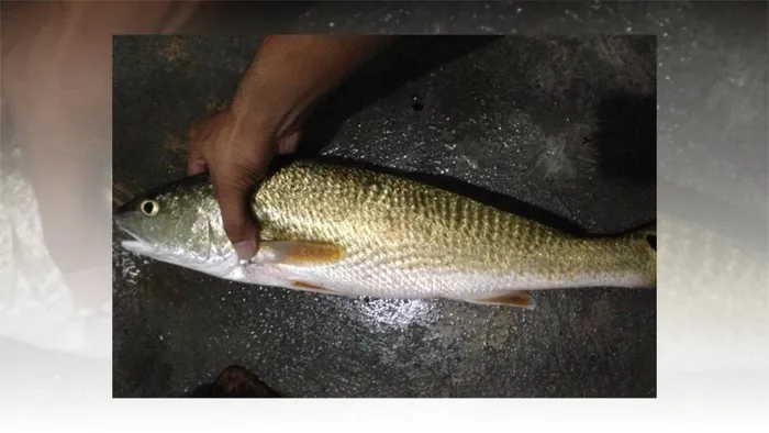 Cá sủ vàng sống tại các vùng nước ở Nam Á và Đông Nam Á, chúng đã trở nên hiếm ở Việt Nam do khai thác quá mức.