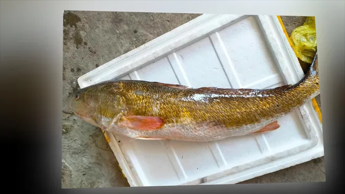 Một kilogram bong bóng cá sủ vàng có giá từ 45.000 đến 55.000 USD, tương đương từ 1 đến 1,25 tỷ đồng. Cá sủ vàng thường có trọng lượng khoảng 40-50kg, nên phần bóng cá thường chỉ khoảng 1kg.