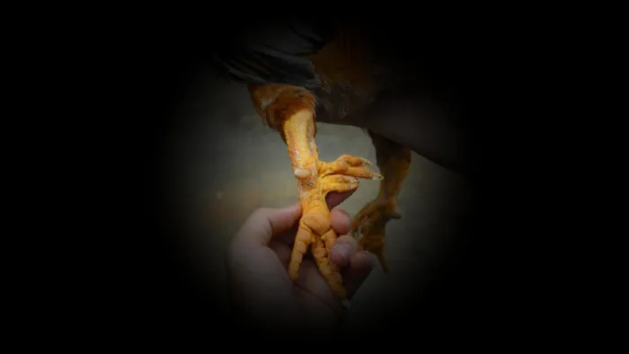 Tuy gọi là gà "chín cựa" nhưng thường chỉ có 7-8 cựa thực sự, số còn lại là gà có 3 cựa.