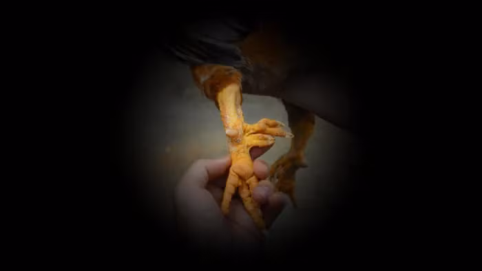 Tuy gọi là gà "chín cựa" nhưng thường chỉ có 7-8 cựa thực sự, số còn lại là gà có 3 cựa.