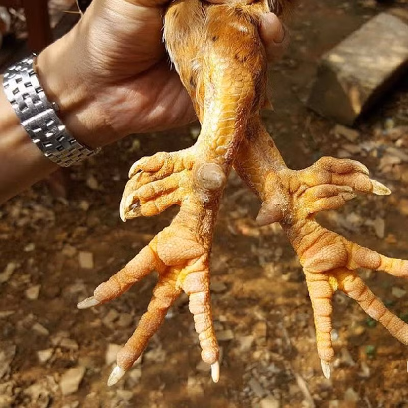 Gà chín cựa có ngoại hình mạnh mẽ với bộ lông đa dạng màu sắc, mắt sáng tinh anh, ngực nở, đuôi cong vút giống cầu vồng.