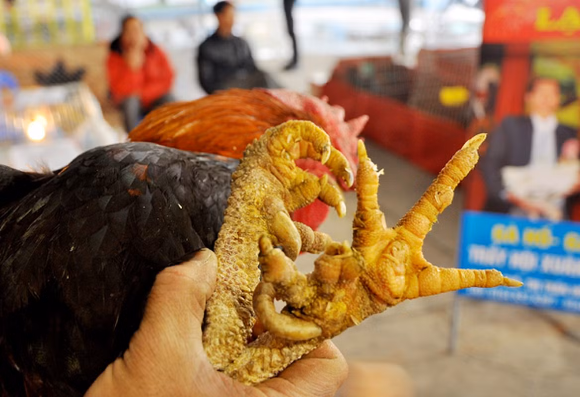 Giống gà này có nhiều biểu tượng liên quan đến may mắn và trường tồn, và được người dân tìm kiếm và nuôi để đem lại tài lộc và may mắn cho gia đình.