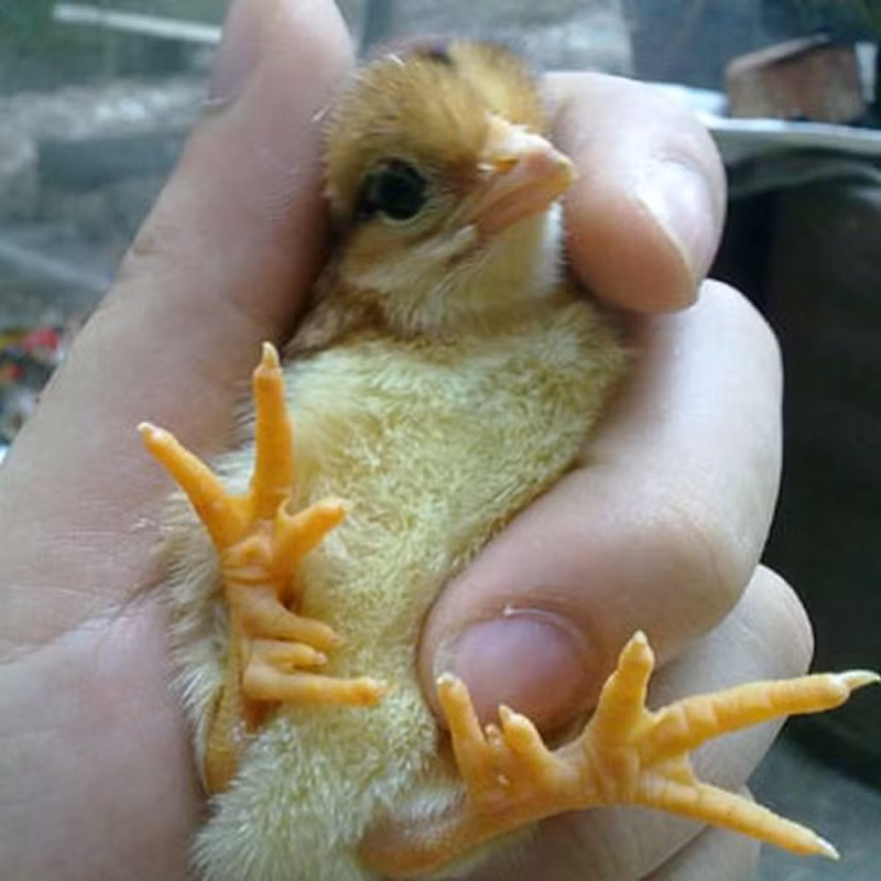 Mới đây, giống gà chín cựa đã trở nên nổi tiếng và được ưa chuộng hơn, làm cho chúng trở nên hiếm hoi và đắt đỏ.