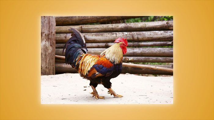 Đặc biệt, chúng có đôi chân lớn với 4, 5 cựa mỗi bên, có cựa sừng trên đầu mỗi chân. Gà chín cựa có nguồn gốc từ gà rừng, nên chúng có khả năng bay và chạy rất khỏe.