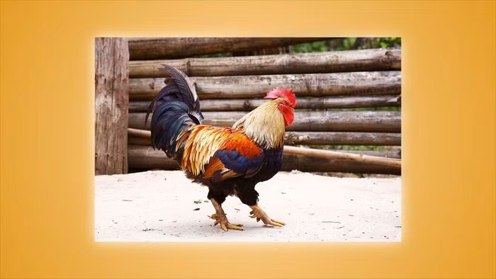 Đặc biệt, chúng có đôi chân lớn với 4, 5 cựa mỗi bên, có cựa sừng trên đầu mỗi chân. Gà chín cựa có nguồn gốc từ gà rừng, nên chúng có khả năng bay và chạy rất khỏe.