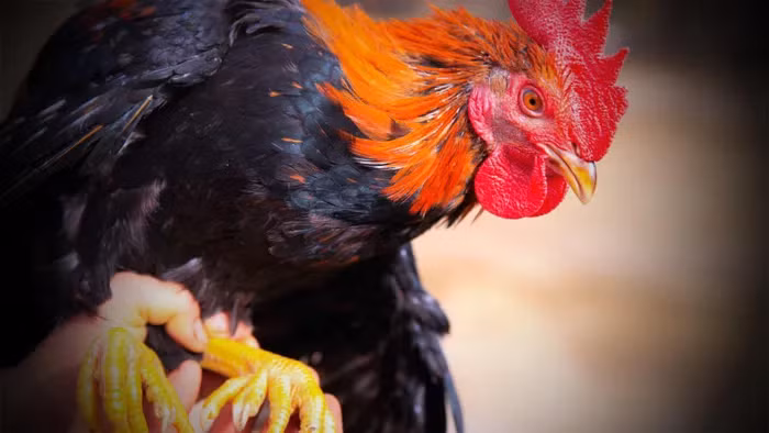 Gà chín cựa, còn được gọi là gà nhiều cựa, là loài gà quý của Việt Nam.