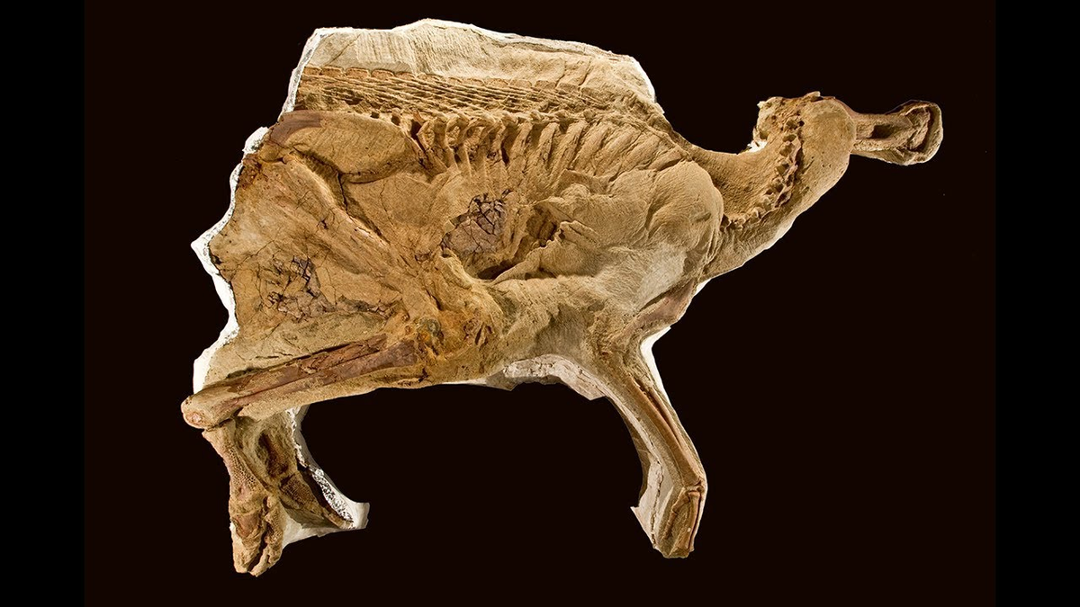 Các nhà nghiên cứu đã tìm thấy những vết cắn chưa lành trên da khủng long, cho thấy chúng đã bị ăn xác sau khi chết.