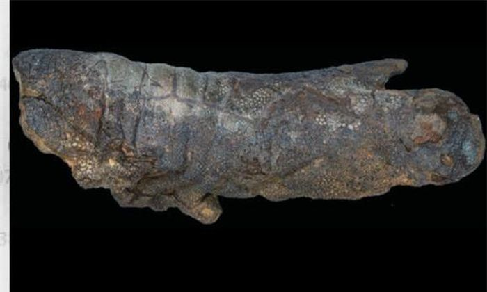 Các nghiên cứu trước đây cho rằng, một số hóa thạch khủng long có phần da còn sót lại và chúng được gọi là xác ướp khủng long.