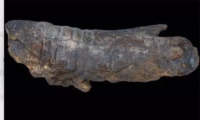 Các nghiên cứu trước đây cho rằng, một số hóa thạch khủng long có phần da còn sót lại và chúng được gọi là xác ướp khủng long.