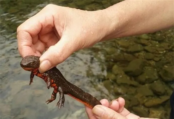 Da của cá cóc Tam Đảo có nhiều mụn chạy theo chiều dọc và tiết ra chất nhầy.