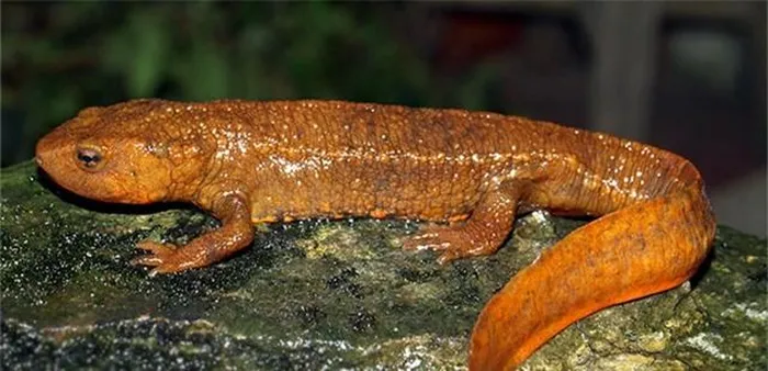  Loài cá này có hình dáng đặc biệt và được tìm thấy nhiều ở các tỉnh Vĩnh Phúc, Tuyên Quang và Thái Nguyên, đặc biệt là dãy núi Tam Đảo.