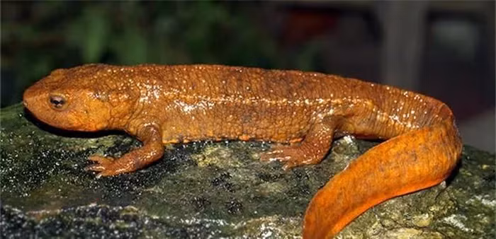  Loài cá này có hình dáng đặc biệt và được tìm thấy nhiều ở các tỉnh Vĩnh Phúc, Tuyên Quang và Thái Nguyên, đặc biệt là dãy núi Tam Đảo.