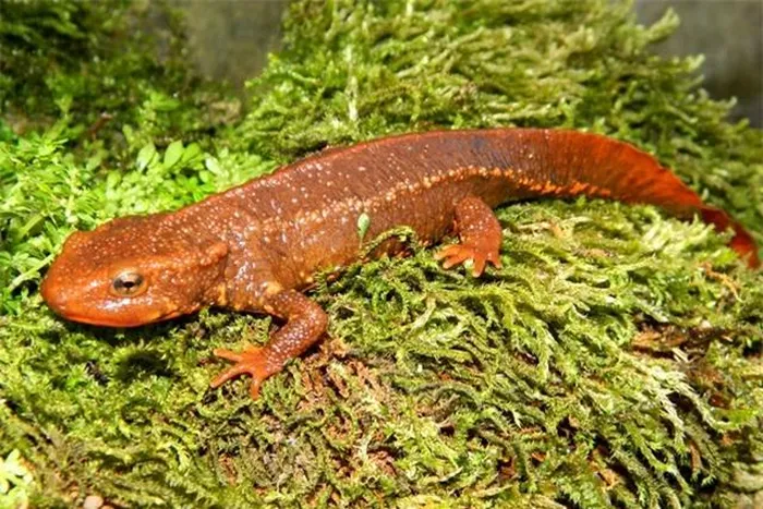 Chúng có chiếc đuôi đặc biệt và có một loạt ứng dụng trong lĩnh vực y học và dân gian.