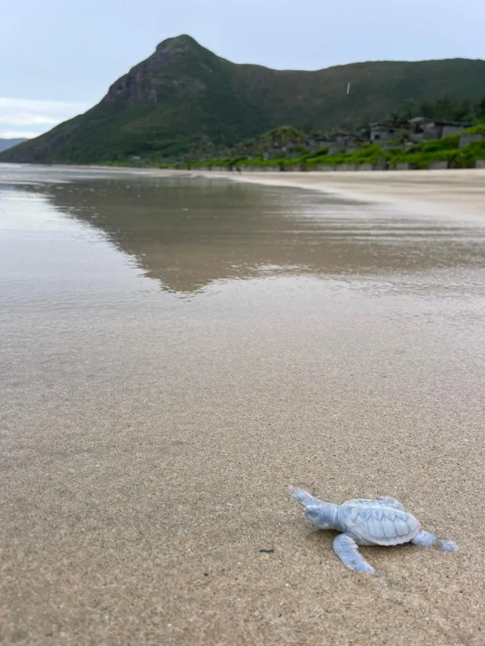Blanche thuộc loài rùa biển xanh (Chelonia Mydas) và được sinh ra với hội chứng suy giảm sắc tố, là một tình trạng đột biến gene hiếm gây suy giảm hắc tố ở da và vỏ của Blanche.