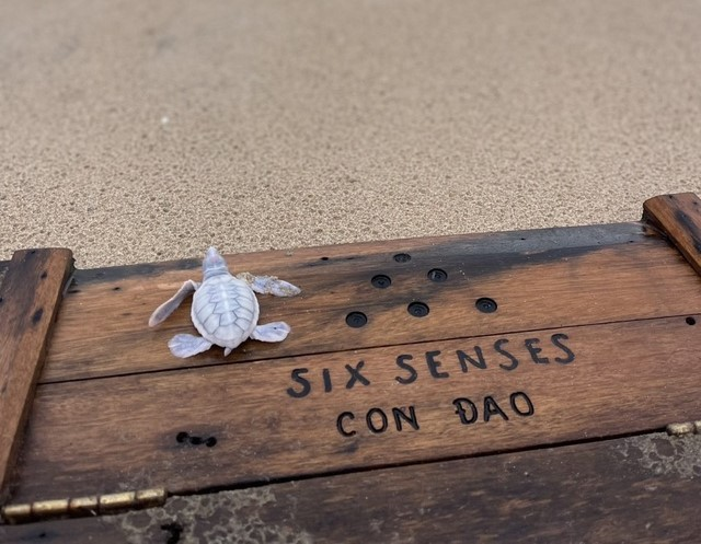 Các chuyên gia trong chương trình bảo tồn các loài vật có nguy cơ tuyệt chủng đã thành công trong việc nuôi nhốt và sinh ra con rùa bạch tạng trong môi trường quan tâm.