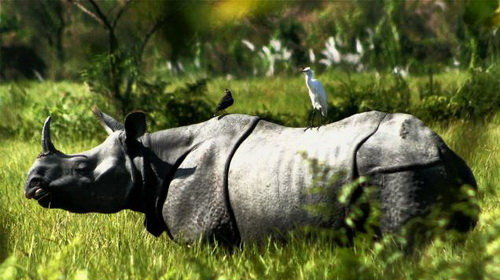 6. Tê giác có kích thước lớn và vóc dáng to khỏe. Là một trong những loài động vật có thể hạ gục hổ, chúng có lớp da rắn chắc và sừng trên đầu có thể gây hại đối thủ.