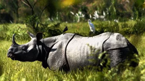 6. Tê giác có kích thước lớn và vóc dáng to khỏe. Là một trong những loài động vật có thể hạ gục hổ, chúng có lớp da rắn chắc và sừng trên đầu có thể gây hại đối thủ.