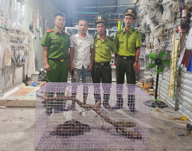Cá thể trăn đất này thuộc loài Python molurus, có trọng lượng 6,7kg và tình trạng sức khỏe tốt. Đây là loài động vật quý, hiếm và nguy cấp nằm trong danh mục thực vật rừng, động vật rừng nguy cấp.