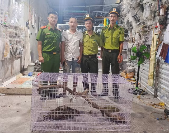 Cá thể trăn đất này thuộc loài Python molurus, có trọng lượng 6,7kg và tình trạng sức khỏe tốt. Đây là loài động vật quý, hiếm và nguy cấp nằm trong danh mục thực vật rừng, động vật rừng nguy cấp.