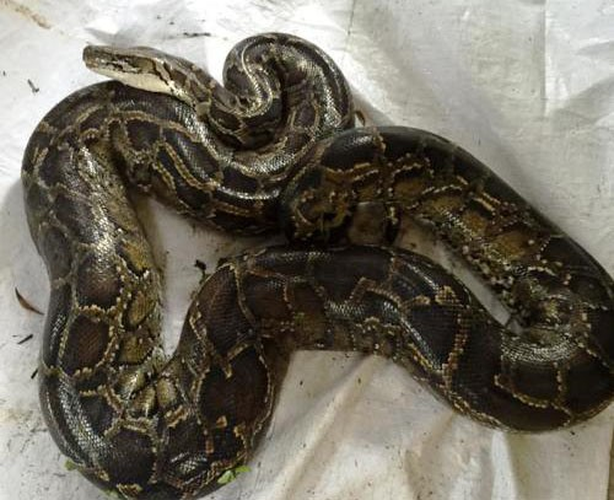 Thức ăn ưa thích của trăn đất là những loài thú nhỏ như loài gặm nhấm, ếch nhái, chim, bò sát và hươu nai.