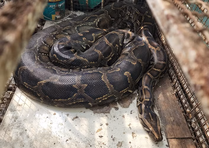 Ngoài Việt Nam, trăn đất cũng được tìm thấy ở nhiều nước khác trên thế giới như Pakistan, Nam Trung Quốc, Ấn Độ, Thái Lan, Lào, Myanmar và nhiều quốc gia khác.