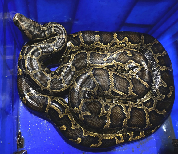 Trăn đất có đặc điểm nhận dạng là phần đầu màu nâu xám, dài và nhỏ, có hoa văn họa tiết hình mũi mác trên đầu với mũi nhọn kéo dài từ cổ hướng về phía đầu mõm. Trên lưng có màu xám hoặc vàng nhạt xen kẽ với những đốm đỏ viền đen.