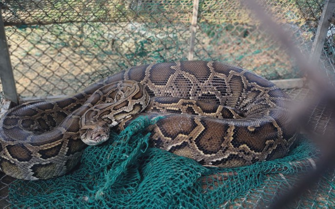 Hạt Kiểm lâm thị xã Hương Thủy đã cam kết chăm sóc và thả cá thể trăn này về môi trường tự nhiên theo quy định càng sớm càng tốt. Việc người dân tự nguyện giao nộp động vật quý hiếm như vậy đóng góp vào bảo tồn đa dạng sinh học và bảo vệ động vật hoang dã.