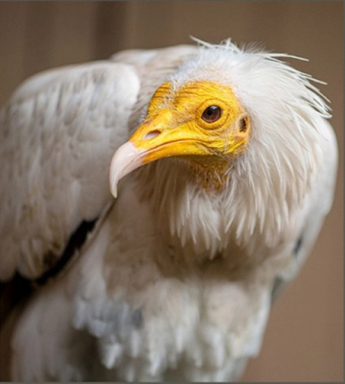 Kền kền Ai Cập đang đối mặt với nguy cơ đe dọa do sự săn bắt của con người, thay đổi khí hậu và suy thoái môi trường sống.