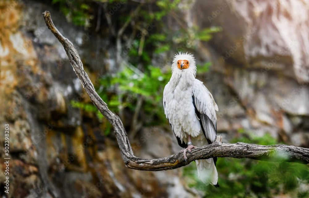 Nó được gọi là "chim thần" vì có liên quan tới văn hóa Ai Cập cổ đại và được xem là biểu tượng hoàng gia trong đó.