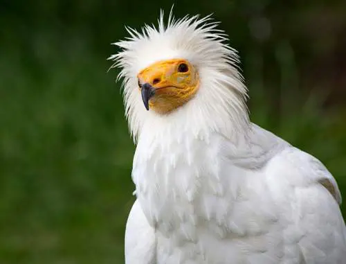 Kền kền Ai Cập, còn được gọi là "chim thần" hoặc "gà của Pharaoh" là một loài kền kền nhỏ được tìm thấy từ miền bắc châu Phi cho đến miền tây nam châu Á.