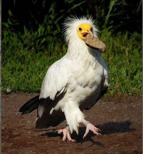 Chim thường tái sử dụng các tổ cho nhiều năm và có tuổi thọ trung bình khoảng 21 năm trong tự nhiên.