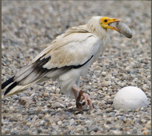 Chúng chỉ còn phân bố rải rác từ bán đảo Iberia và Bắc Phi đến Ấn Độ và được liệt kê là động vật nguy cấp trong Sách Đỏ của Liên minh Bảo tồn Thiên nhiên Quốc tế.