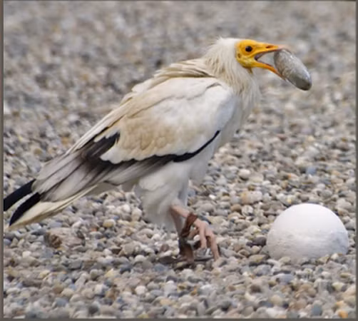 Chúng chỉ còn phân bố rải rác từ bán đảo Iberia và Bắc Phi đến Ấn Độ và được liệt kê là động vật nguy cấp trong Sách Đỏ của Liên minh Bảo tồn Thiên nhiên Quốc tế.