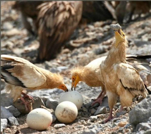 Loài này chủ yếu ăn xác thối và xác của các loài thú săn mồi lớn hơn, cũng như các loài động vật nhỏ khác.