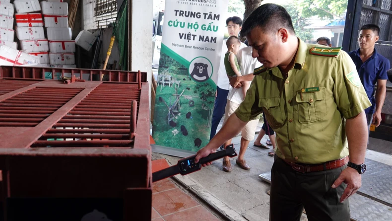 Tổ chức Động vật châu Á đã thực hiện cứu hộ và đưa gấu về trung tâm cứu hộ tại Bạch Mã.